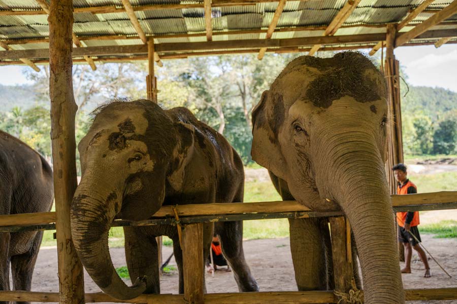 Elephant-Jungle-Sanctuary-Chiang-Mai
