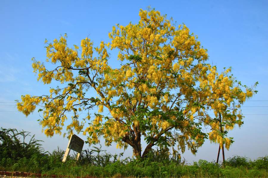 Golden Shower Tree Naitonal Flower Thailand