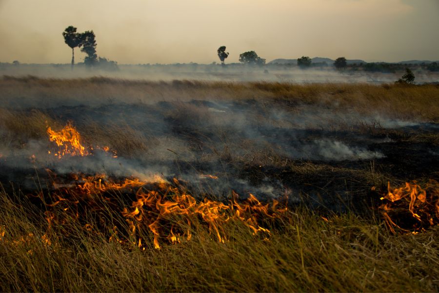 crops burning in chiang mai