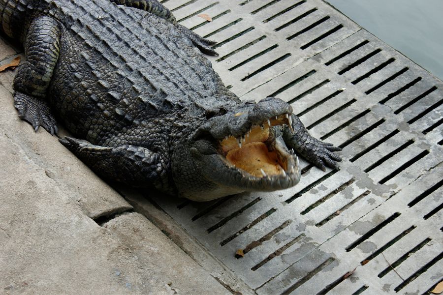 crocodile in thailand