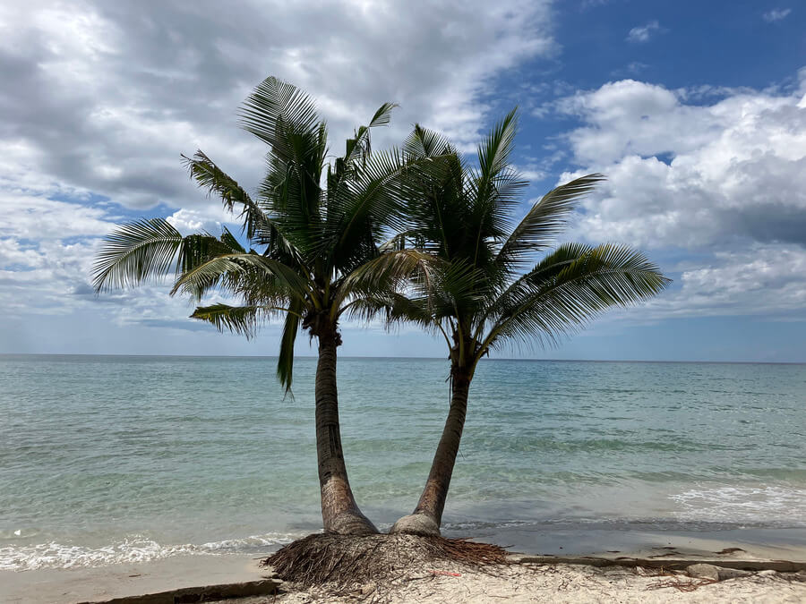 White Beach Palm Trees