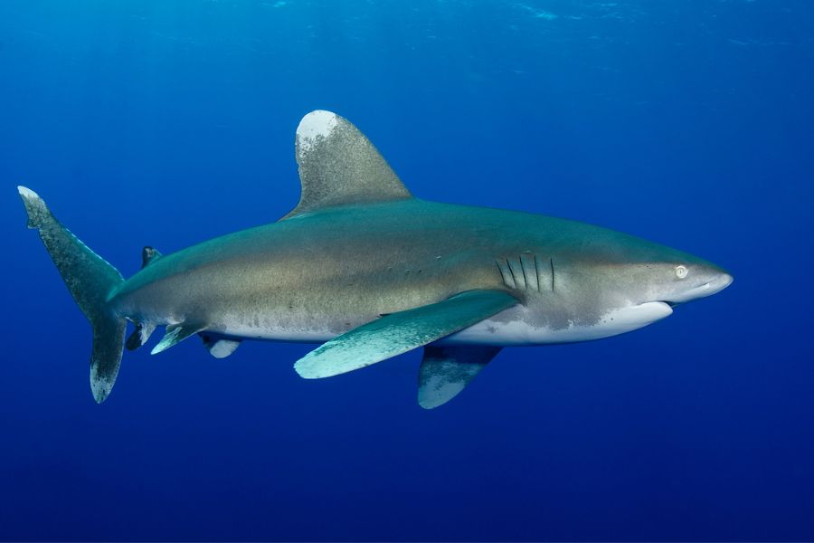Whitetip Shark