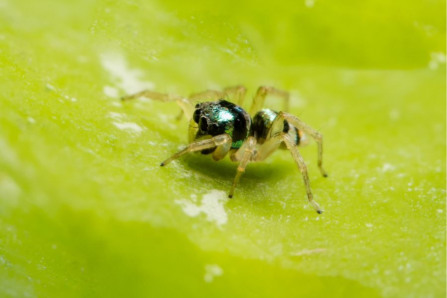 Banded Phintella