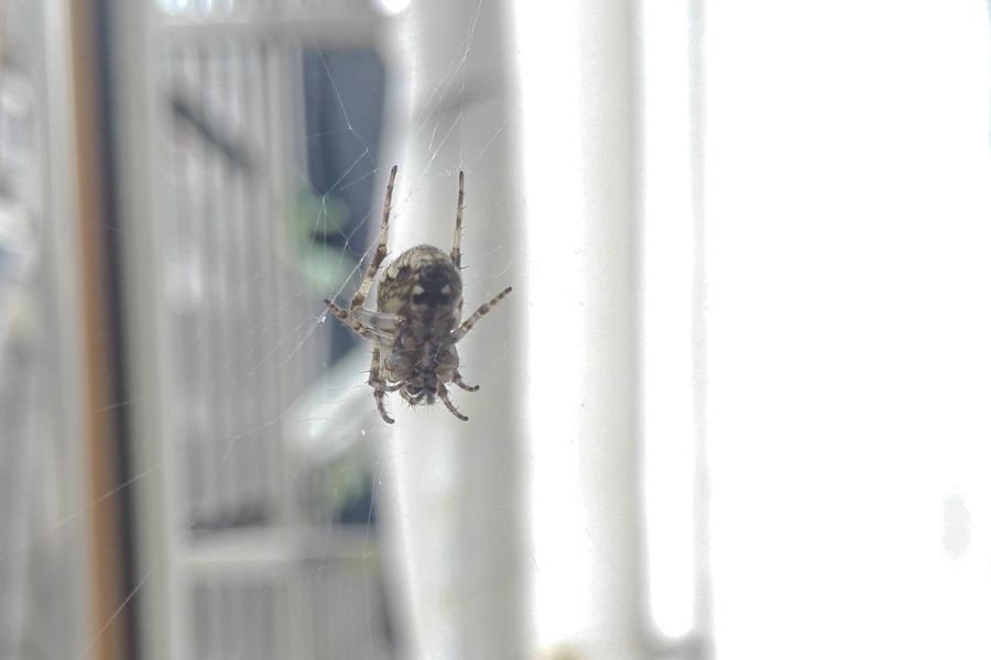 Grey House Spider