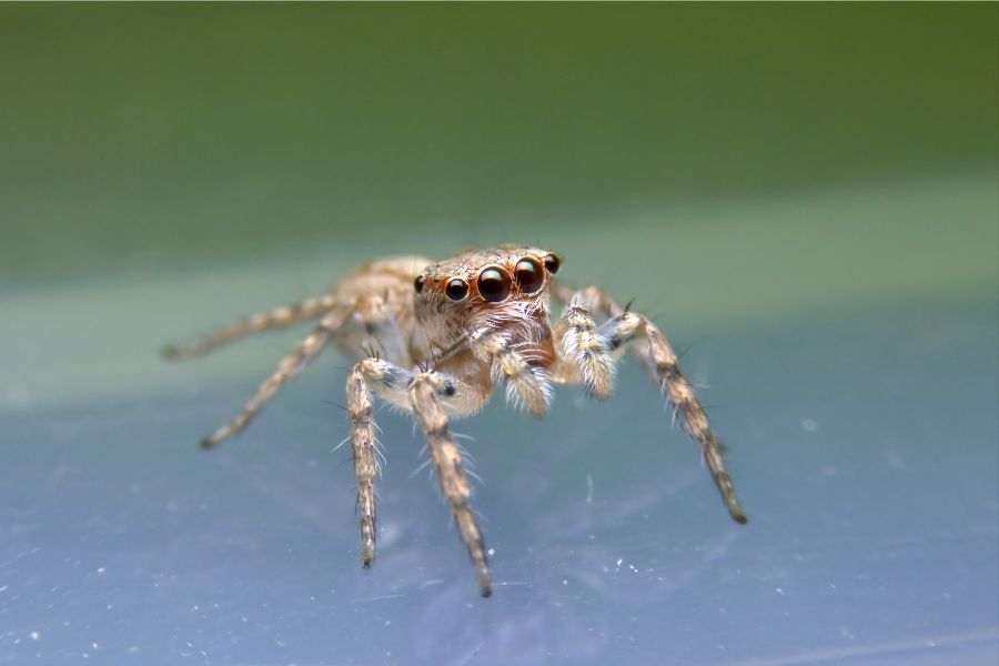Heavy-Bodied Jumping Spider