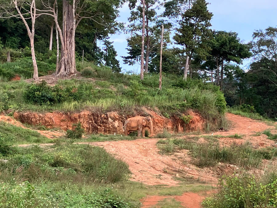 elephants in koh chang